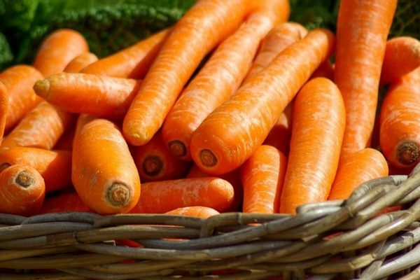 Что делать, если гниет морковь во время хранения и почему так происходит