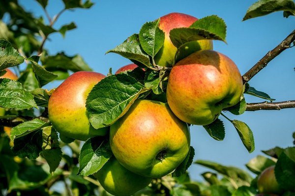 Подкормка яблонь поздней осенью: какие удобрения лучше всего внести