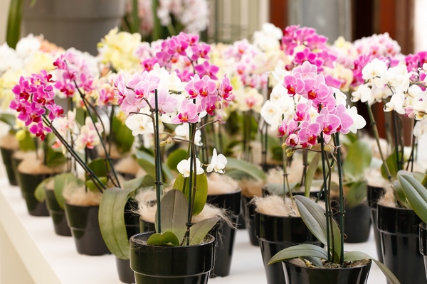 На что следует обращать внимание при выборе орхидеи в магазине