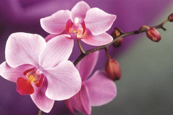 Раствор, который защитит вашу орхидею от грибковых заболеваний