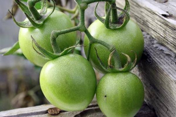 Как хранить зеленые помидоры