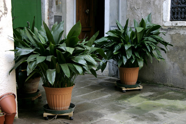Ошибки хозяев впервые хотят добавить комнатные растения в интерьер своего дома.