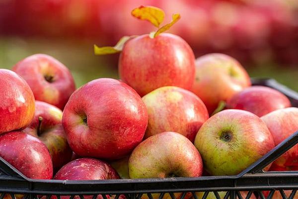 7 важных советов, как сохранить урожай яблок