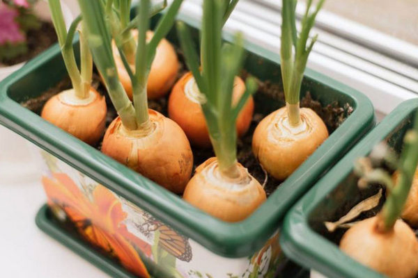 Как быстро вырастить зеленый лук на подоконнике: советы специалистов