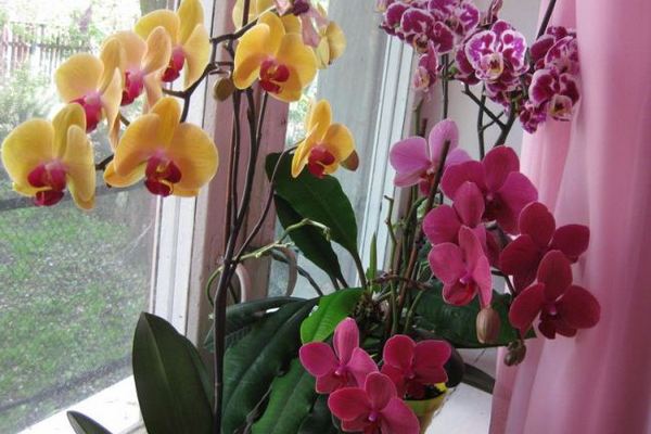 Уход за орхидеями зимой: правильный полив
