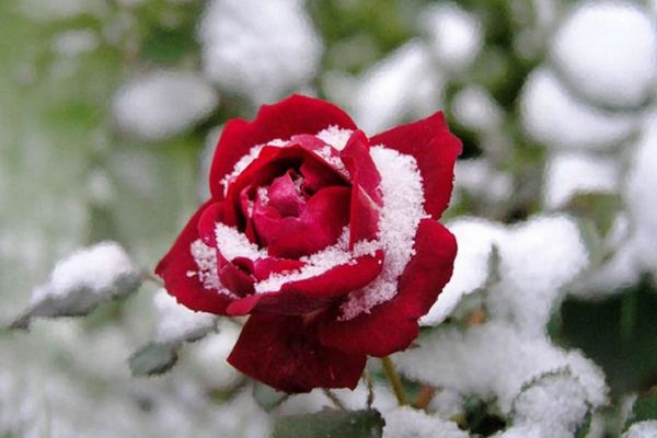 Ошибки при укрытии цветов на зиму, способные привести к гибели всего цветника.
