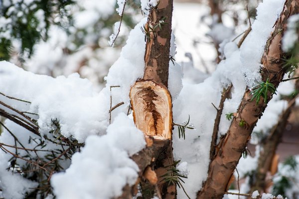 Как защитить деревья от повреждений зимой: советы от садоводов.