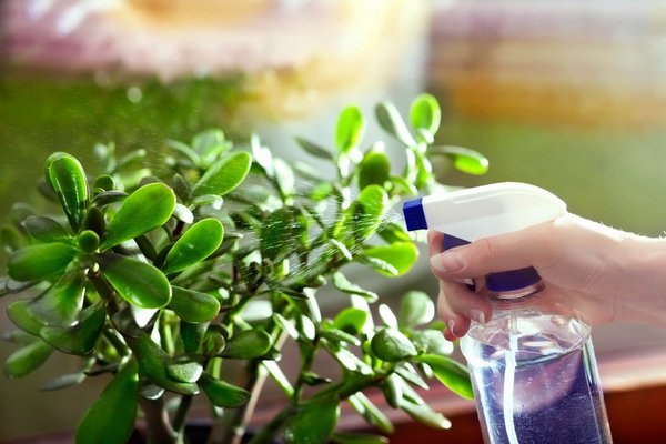 Как придать листьям комнатных растений блеск: средства, которые есть на каждой кухне