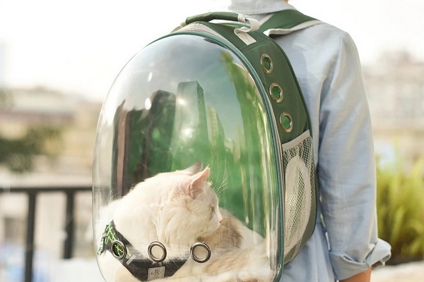 Рюкзак для кошек: как правильно выбрать переноску