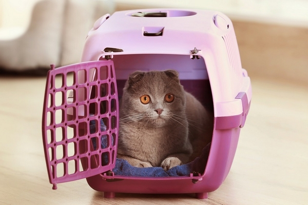 Рюкзак для кошек: как правильно выбрать переноску