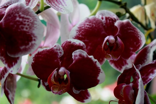Орхидея не выживет рядом с такими соседями: называем список «врагов»