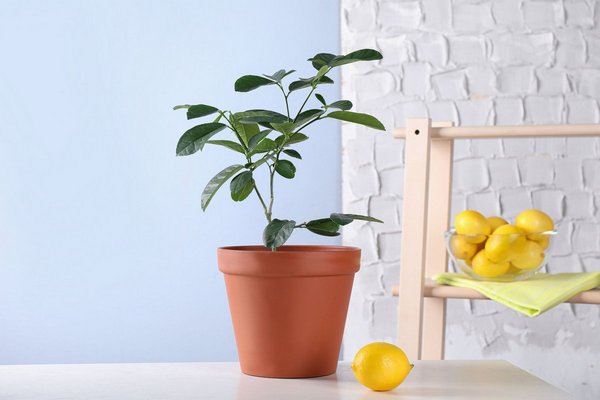 Почему не плодоносит комнатный лимон: чего не хватает растению, выращенному из косточки.