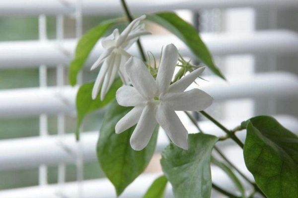 Комнатный жасмин: как вырастить цветок в домашних условиях и особенности ухода