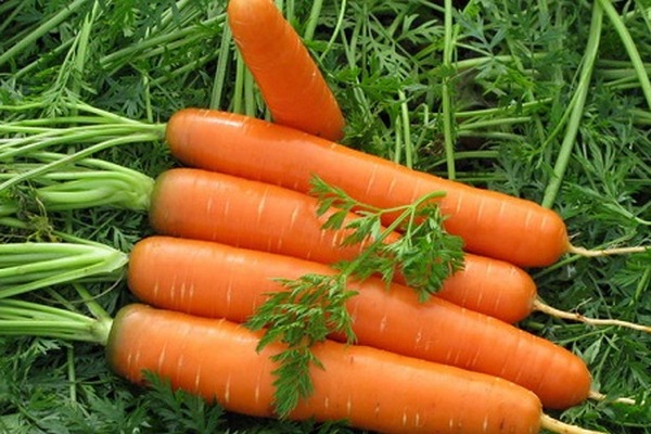 В паре с этим растением морковь может сохраняться едва ли не вечность