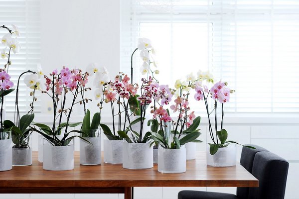 Лучшие места для орхидеи в квартире: куда поставить и где нельзя держать цветок