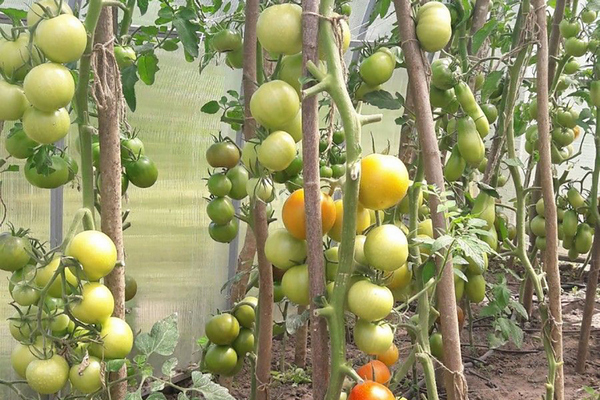 Агрономы развеяли миф, о выращивании огурцов и помидоров в одной теплице