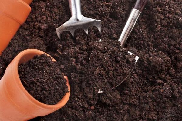 Как самостоятельно приготовить почву для посева перца на рассаду