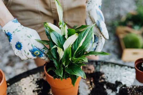 6 красивых комнатных растений, которые у вас точно приживутся