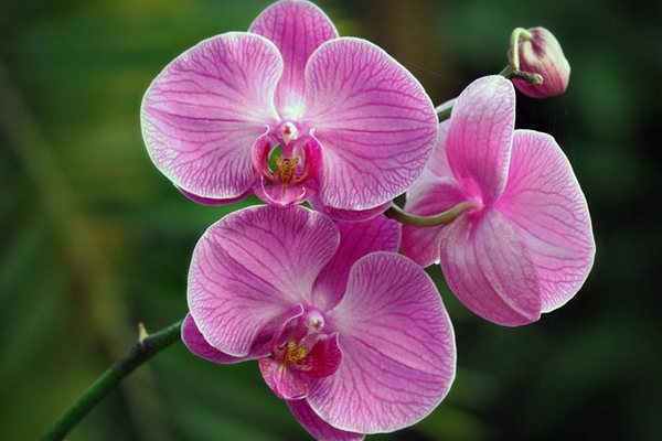 Что делать, если на орхидее появились липкие капельки