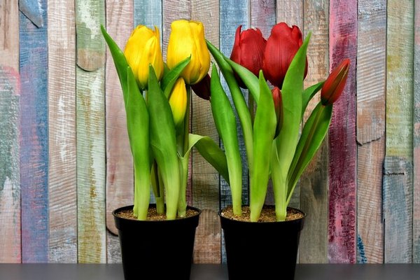 Как правильно выращивать тюльпаны в горшке в домашних условиях?
