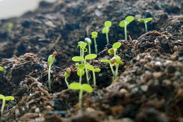 Как вырастить рассаду клубники из семян в домашних условиях