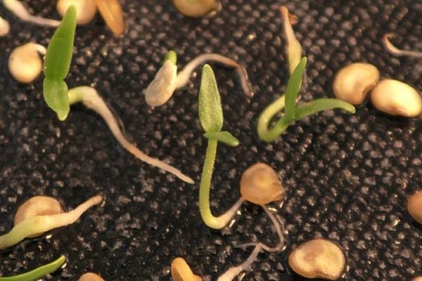 Предпосевная обработка семян перца: в чем нужно замочить и как правильно это сделать