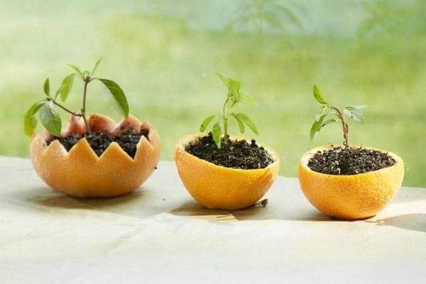 Как использовать кожуру цитрусовых для выращивания рассады: дачникам на заметку