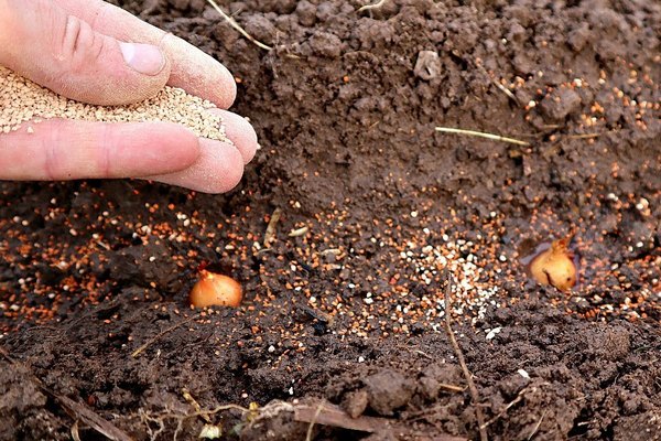 Как сажать лук в почву, чтобы не было стрелок — бесценный совет