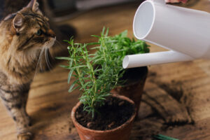 Cute,Tabby,Cat,Looking,At,Watering,Fresh,Green,Basil,And