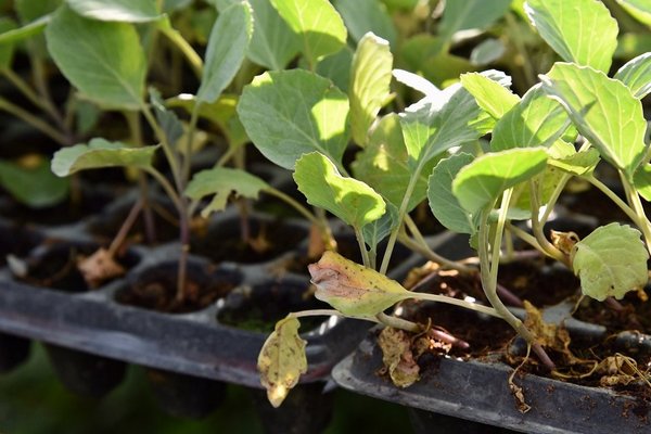 Желтеют листья рассады капусты: в чем дело и как устранить данную проблему