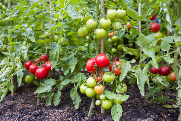 12 лучших растений для выращивания вместе с помидорами