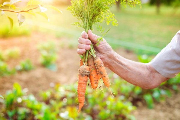 Чем обработать семена моркови от морковной мухи, чтобы не потерять будущий урожай