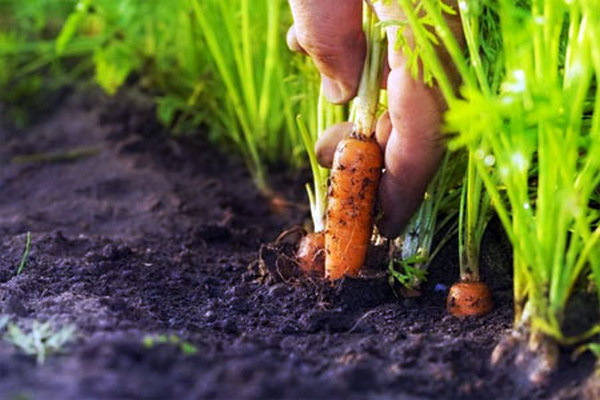 Обязательные процедуры подготовки грядки под посадку моркови, чтобы получить хороший урожай