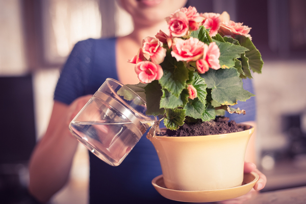 Чем подкормить комнатные цветы для быстрого роста и обильного цветения