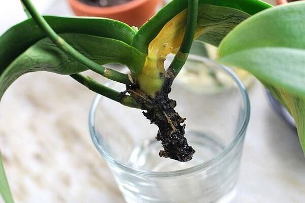В какой субстрат пересадить орхидею, чтобы растение было здоровым и имело силы для цветения