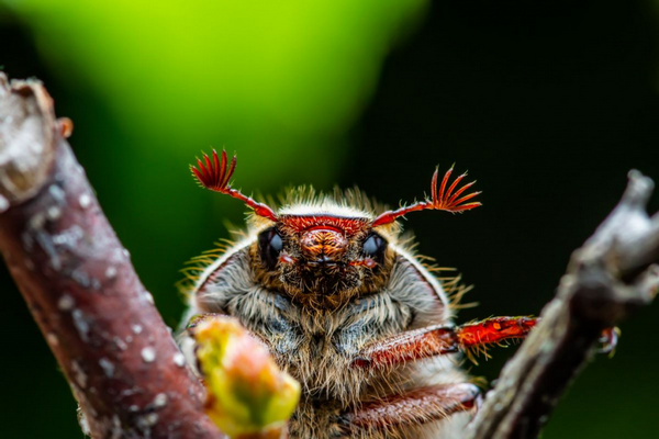 Проверенные народные способы борьбы с майскими майскими жуками на огороде