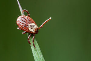 Tick on the blade of a green grass in spring time.
