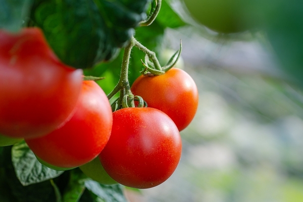 Простая подкормка, которая увеличит завязи на помидорах в 5 раз