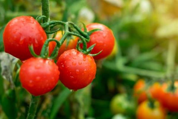 Посадите эти растения в теплицу до помидоров: томаты станут вкуснее и вредителей не будет