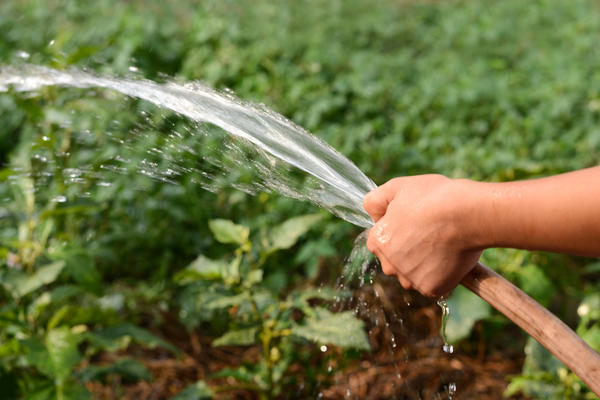 Лайфхак от дачников: как не помять растения шлангом, поливая их