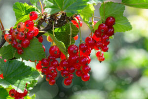 The red currant close up