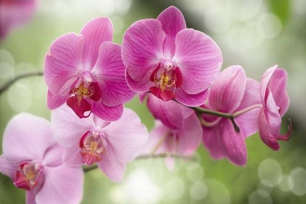 Секретный способ заставить орхидею выпустить цветочную стрелку через неделю