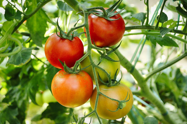 Фитофтора больше не повредит помидоры: вместо опрыскивания сделайте следующее