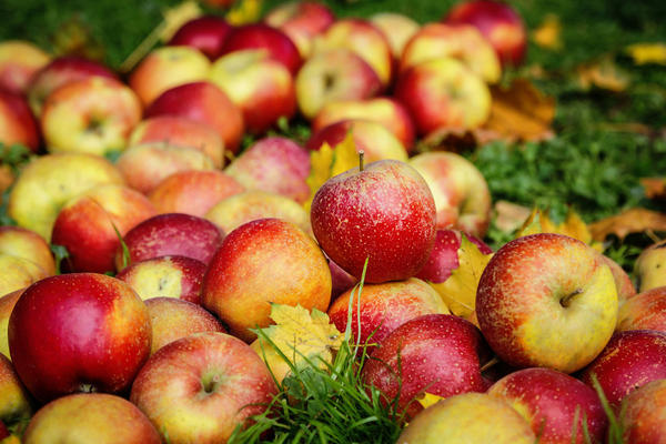 Если хотите собирать крупные и сладкие яблоки, добавьте одно растение в свой сад.