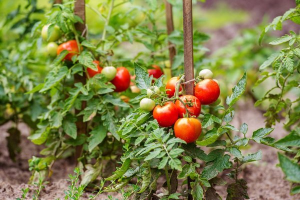 Уход за томатами в июне: пять советов для хорошего урожая
