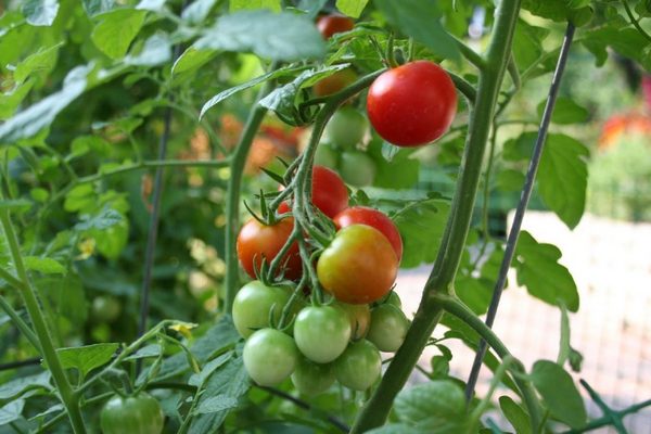 Что нужно сделать с помидорами в теплице, чтобы получить больше урожая