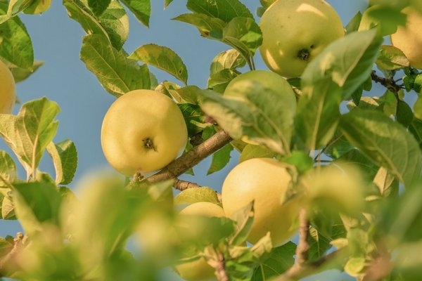 Сочные и крупные плоды: эффективный раствор для подкормки яблони в начале июня