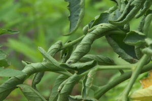 listya-u-tomatov-skruchivayutsya-v-trubochku