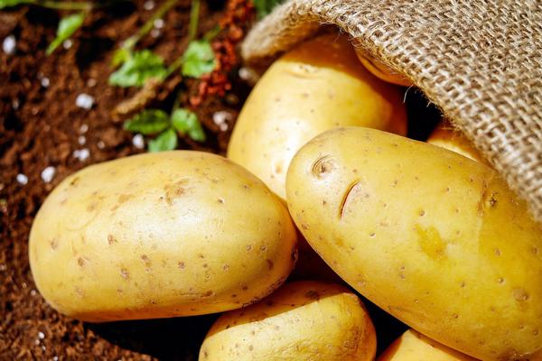 Какой картофель покупать безопаснее, пошлину или грязный — мнение эксперта