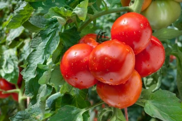 Причины, по которым помидоры становятся толстокожими: как избежать распространенных ошибок